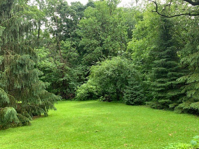 Wooded lot